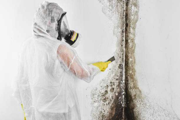 Best Mold Damage Repair  in Lyndon, KS