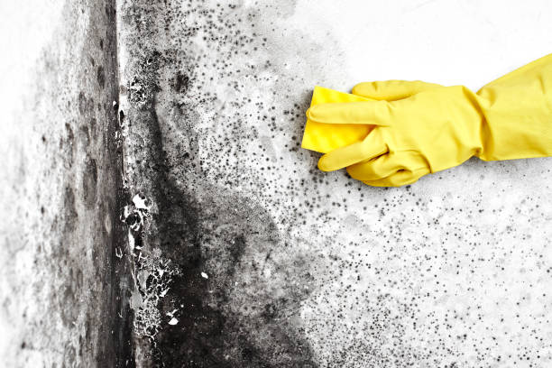 Best Mold Removal Company Near Me  in Lyndon, KS