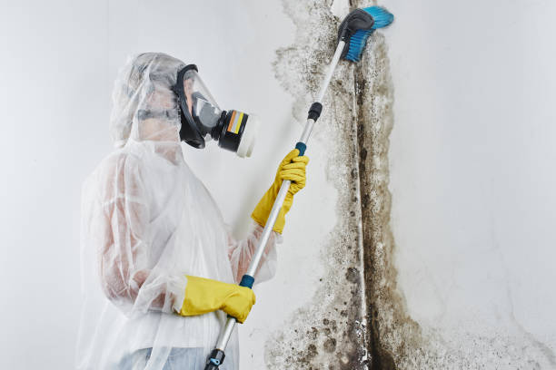 Best Emergency Mold Removal  in Lyndon, KS