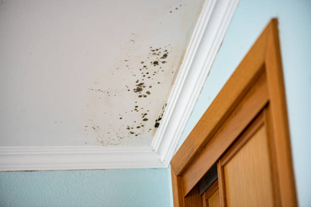 Best Water Damage Restoration  in Lyndon, KS