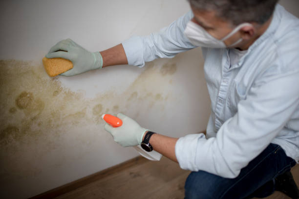 Best Home Mold Removal  in Lyndon, KS