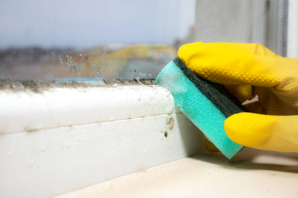 Best Residential Mold Removal  in Lyndon, KS