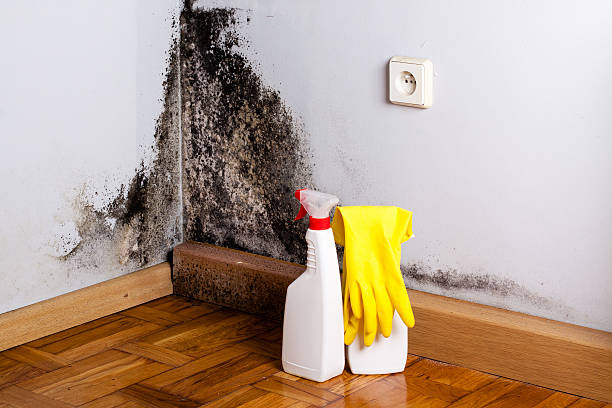 Best Affordable Mold Removal  in Lyndon, KS