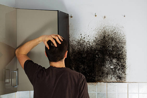 Best Mold Cleaning Services  in Lyndon, KS