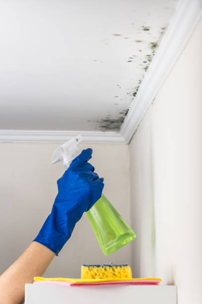 Best Mold Testing  in Lyndon, KS